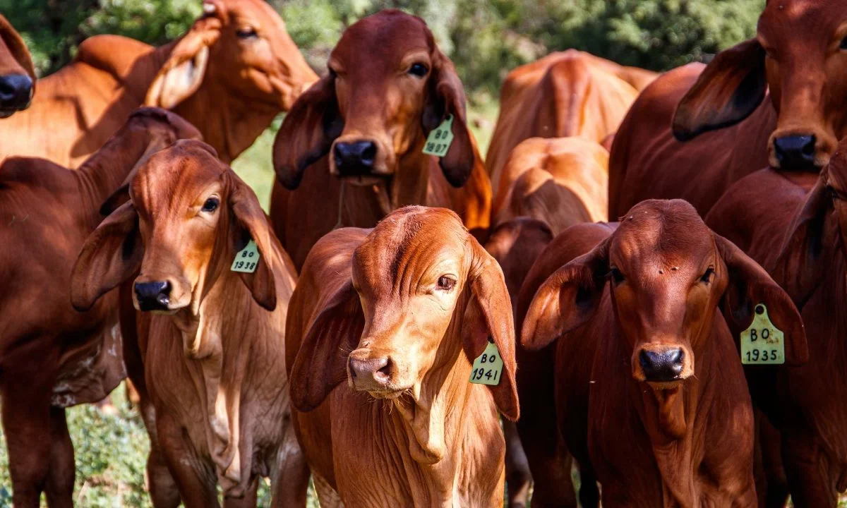 Sheinbaum informó la decisión de la secretaria de Agricultura de Estados Unidos de reanudar la importación de ganado mexicano en agosto.
