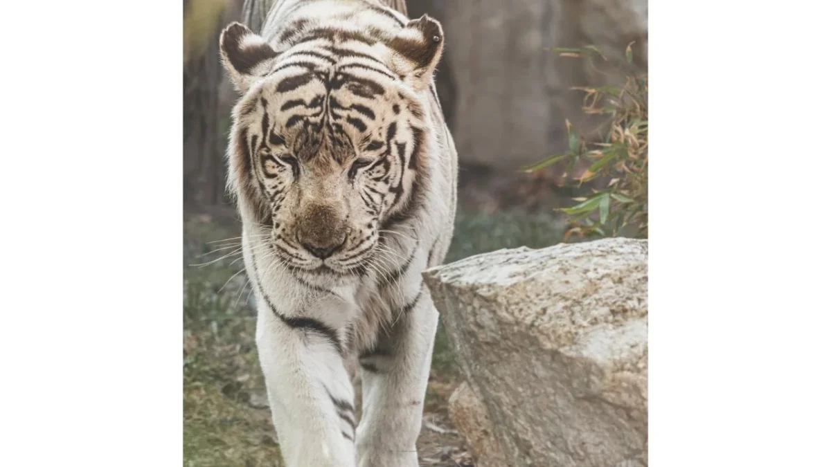 Continúan las labores para localizar al tigre de Bengala visto en Tepetlaoxtoc, Estado de México
