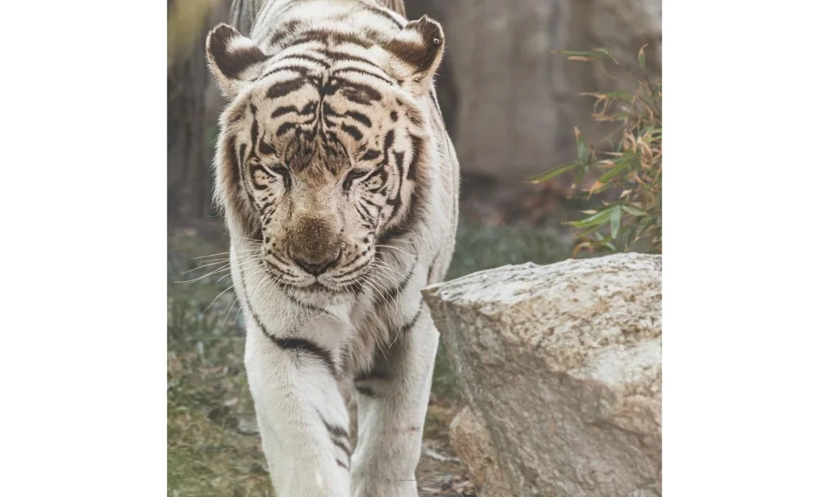 Continúan las labores para localizar al tigre de Bengala visto en Tepetlaoxtoc, Estado de México
