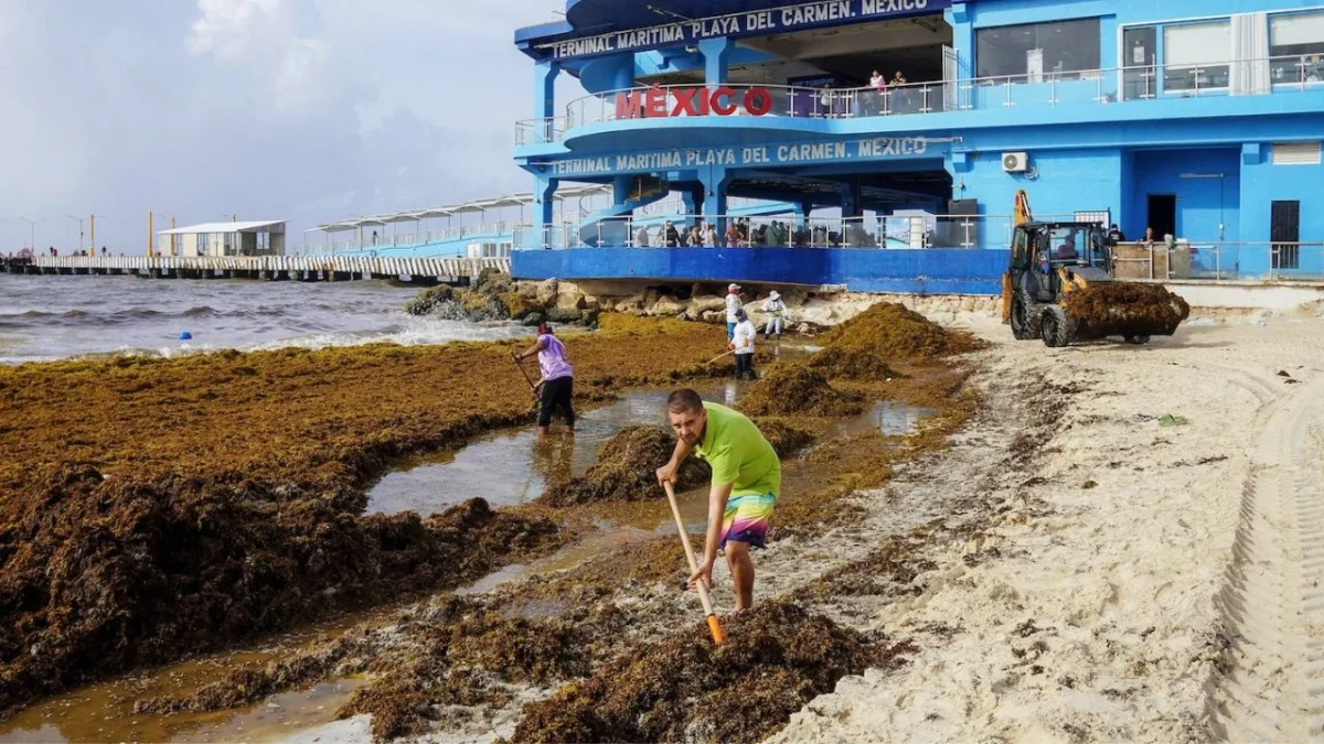 Alicia Bárcena, titular de la Semarnat, calificó de 'gravísimo' el arribo de sargazo a Quintana Roo, llegan a playas 9 toneladas al día.
