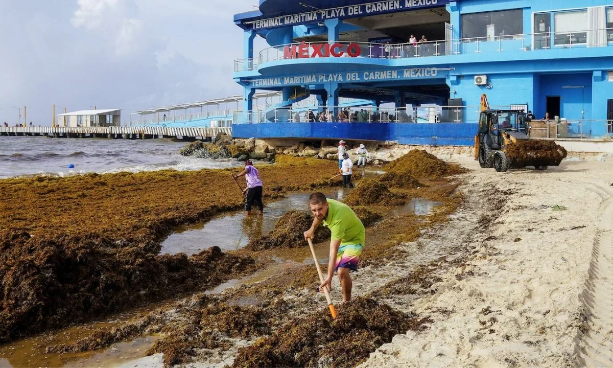 Alicia Bárcena, titular de la Semarnat, calificó de 'gravísimo' el arribo de sargazo a Quintana Roo, llegan a playas 9 toneladas al día.