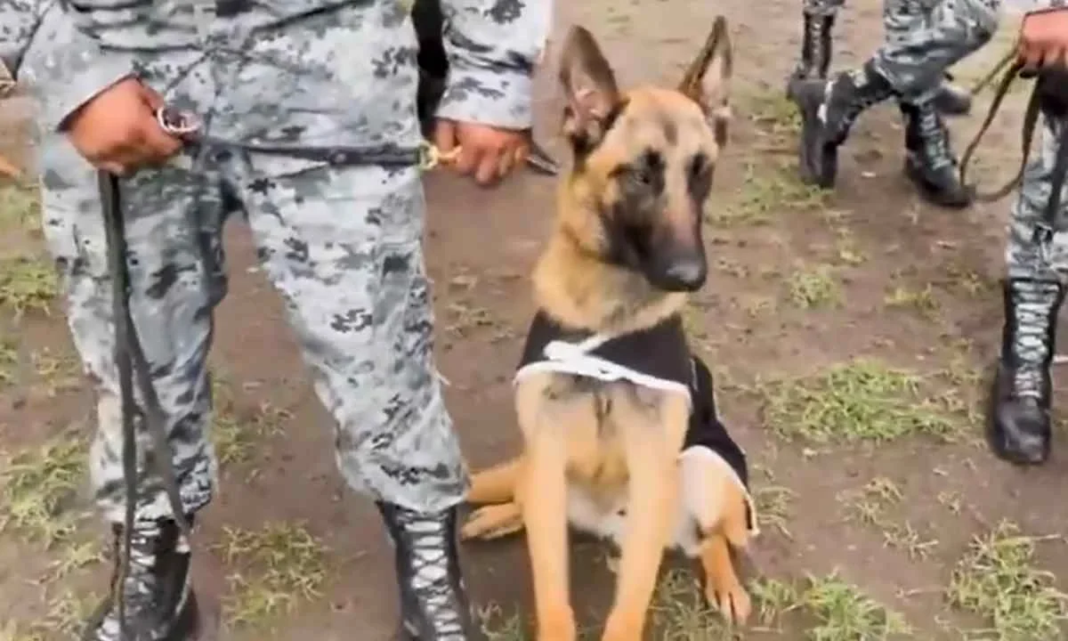 La Guardia Nacional reconoce la labor de binomios caninos en el Día Mundial del Perro.