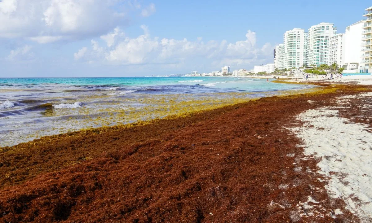 Sheinbaum anunció una inversión de 2 mil millones de pesos para reforzar el combate al sargazo en Quintana Roo