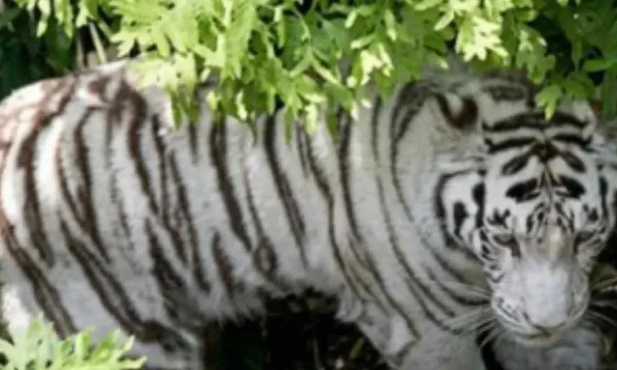 'Kenzo', el tigre de Bengala que se escapó en el Edomex, murió por un disparo.