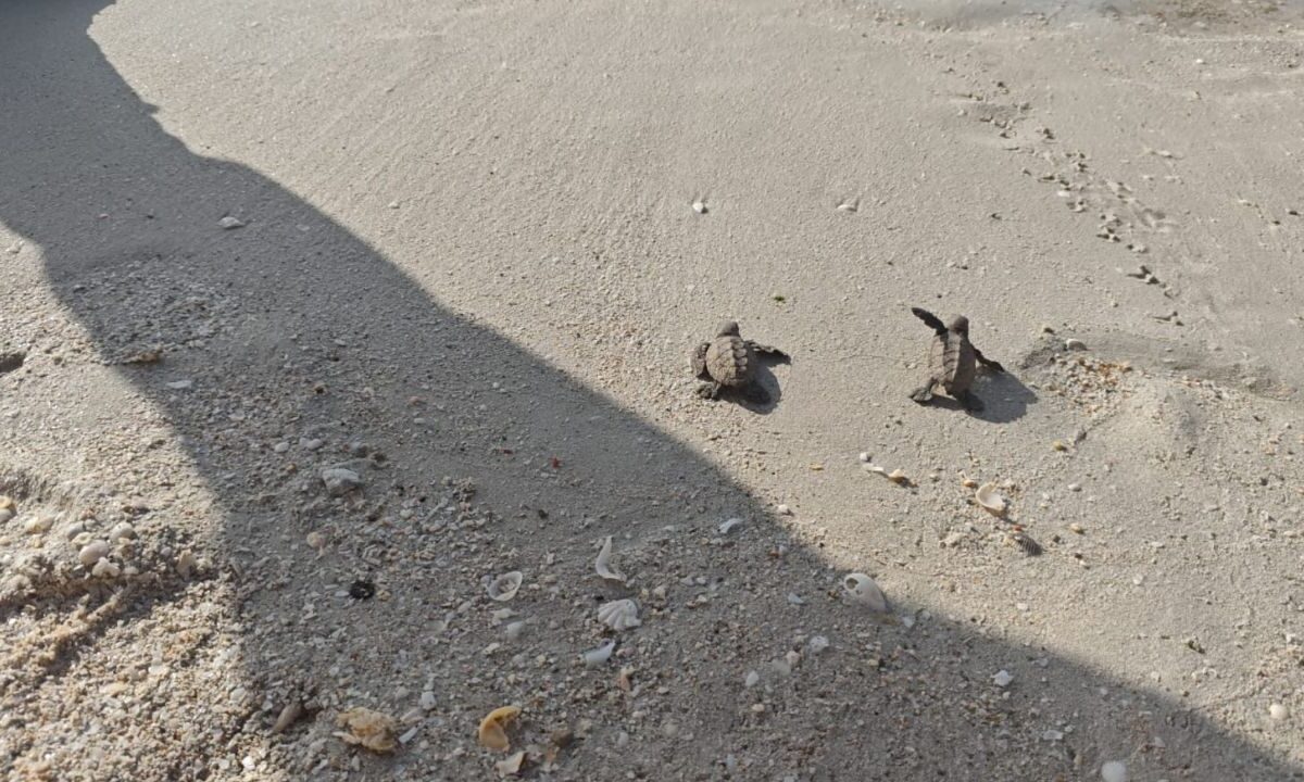 La Secretaría de Marina informó que personal de la Armada de México brindó seguridad a aproximadamente a 200 crías de tortugas marinas.