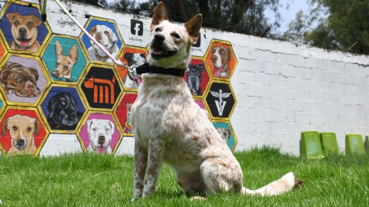 En el Día Mundial del Perro, que se celebra el 21 de julio, el STC Metro llamó a decir no a la compra y sí a la adopción.