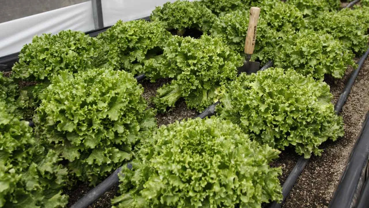 México y EU no encuentran parásito ligado a diarrea explosiva en lechuga mexicana