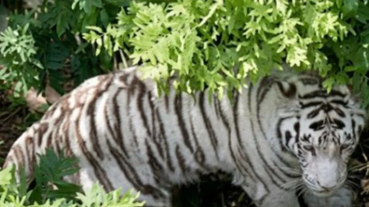 PROFEPA confirmó la muerte de Kenzo, el tigre blanco de Bengala que fue capturado esta mañana en Edomex