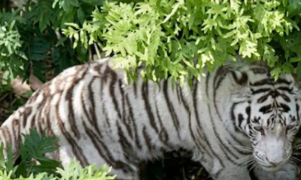 PROFEPA confirmó la muerte de Kenzo, el tigre blanco de Bengala que fue capturado esta mañana en Edomex