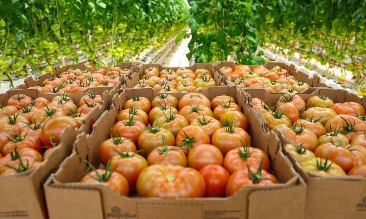 ProAgroInnovación realizará un encuentro en el que se busca herramientas para mejorar las actividades en el campo.