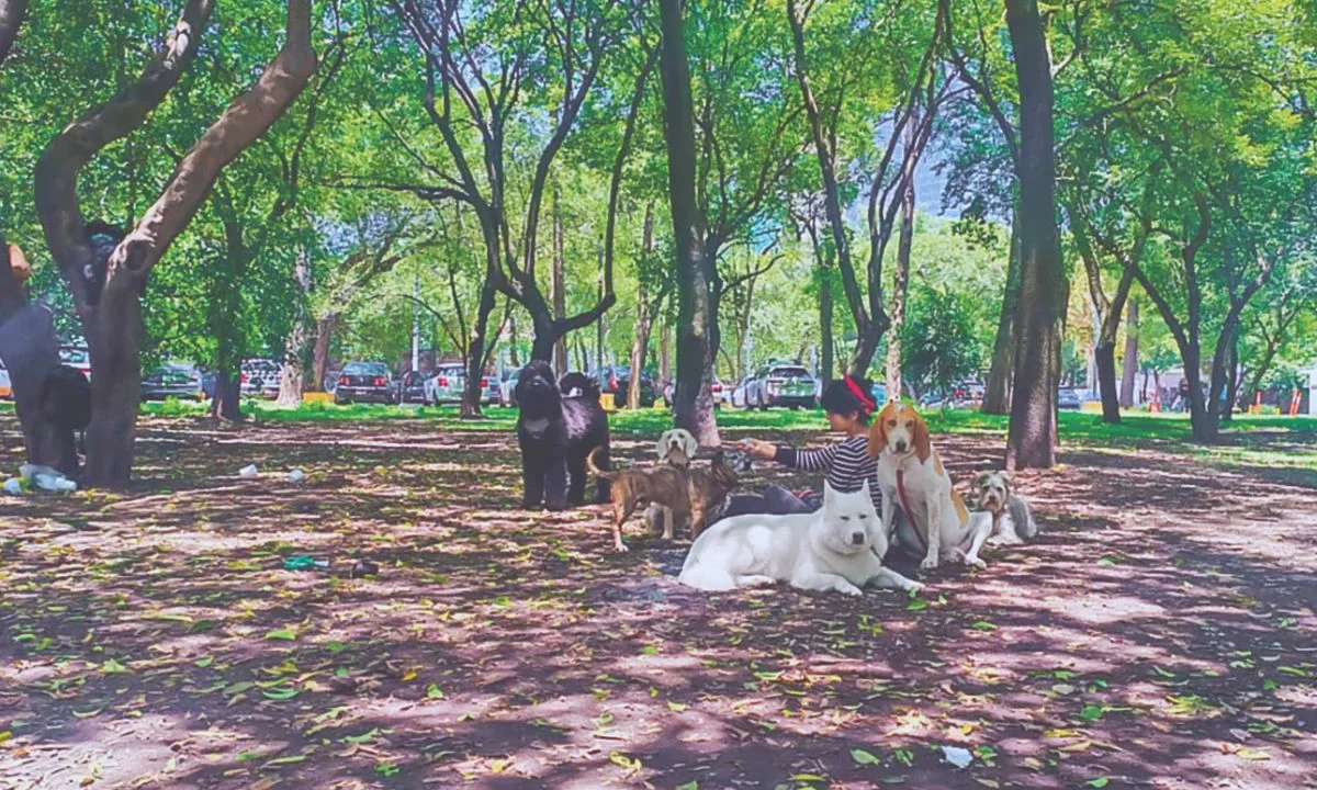 Pese a los avances legales para protegerlos, el abandono y el maltrato hacia los lomitos continúan siendo una realidad en CDMX.