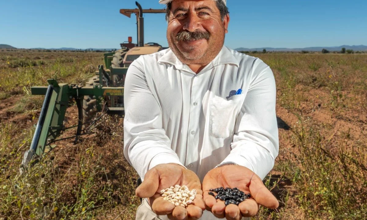 México busca fortalecer la producción nacional de frijol mediante el desarrollo de variedades mejoradas con mayor rendimiento.