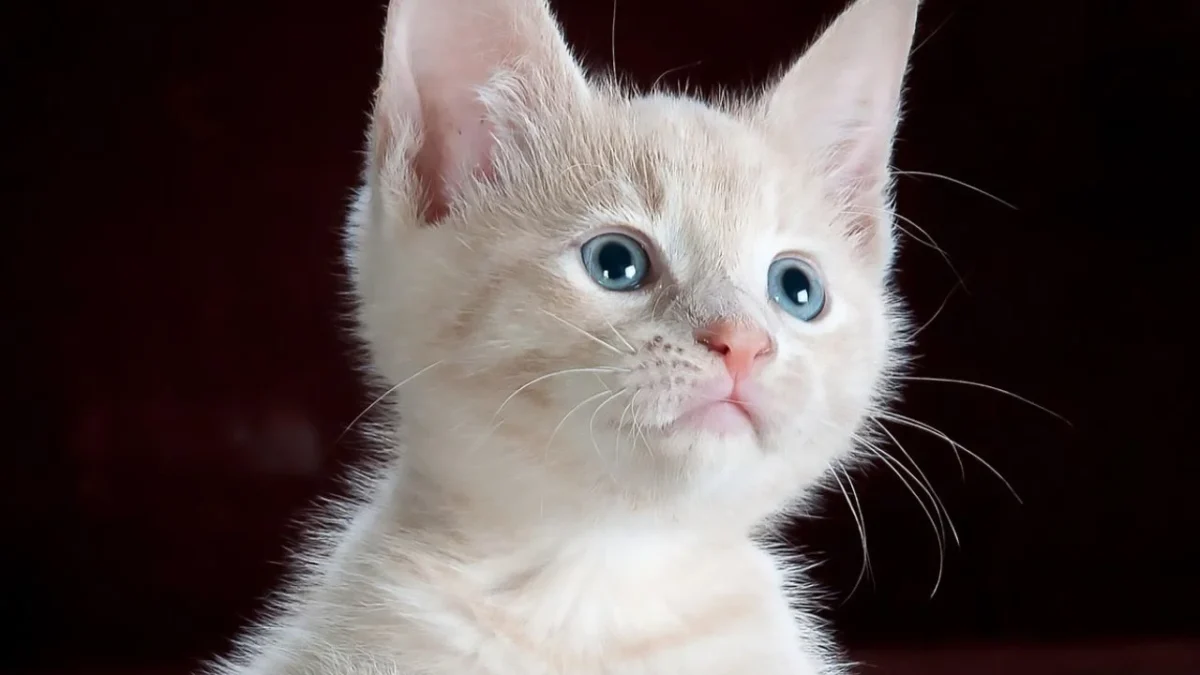 Cada 8 de agosto se conmemora el Día Internacional del Gato, una fecha que busca promover el cuidado, bienestar y tenencia responsable de los felinos