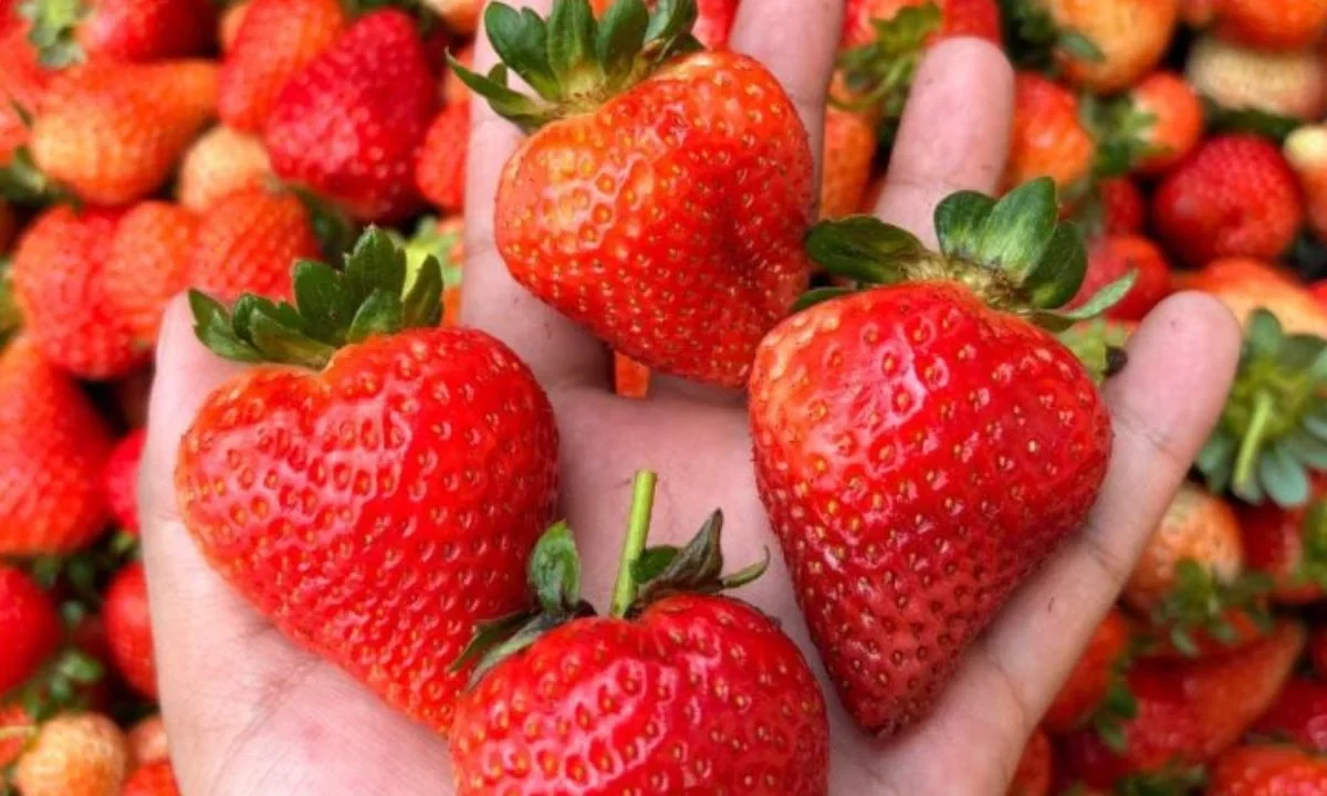 Advierten por posibles restricciones a fresas mexicanas en EU