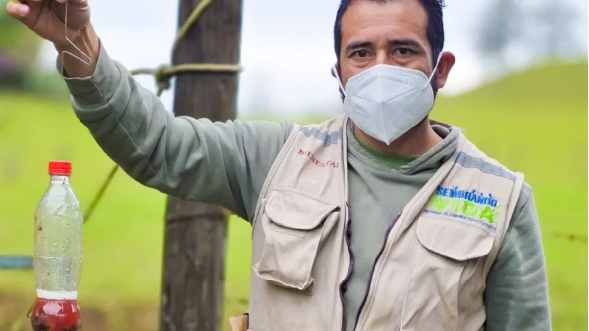 Capturan 16 millones de moscas para contener al barrenador