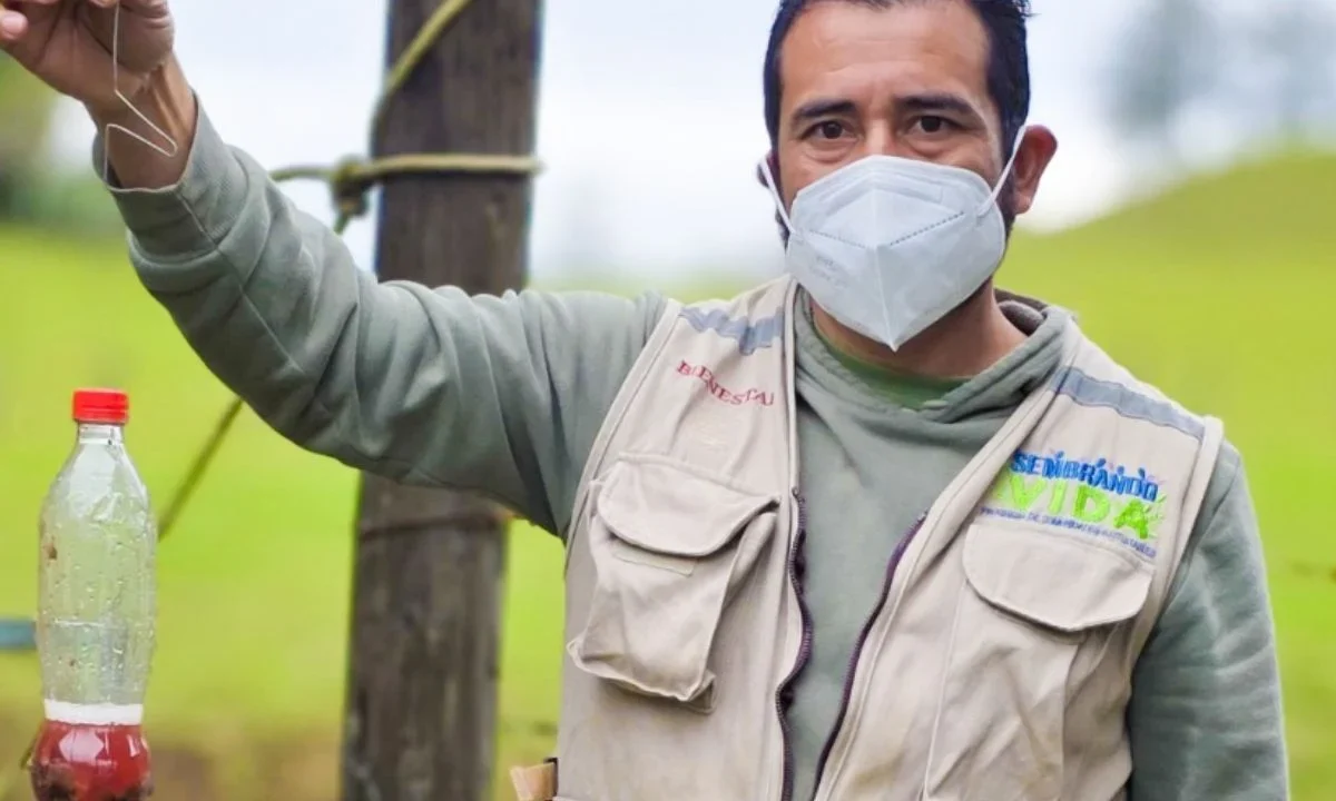 Capturan 16 millones de moscas para contener al barrenador
