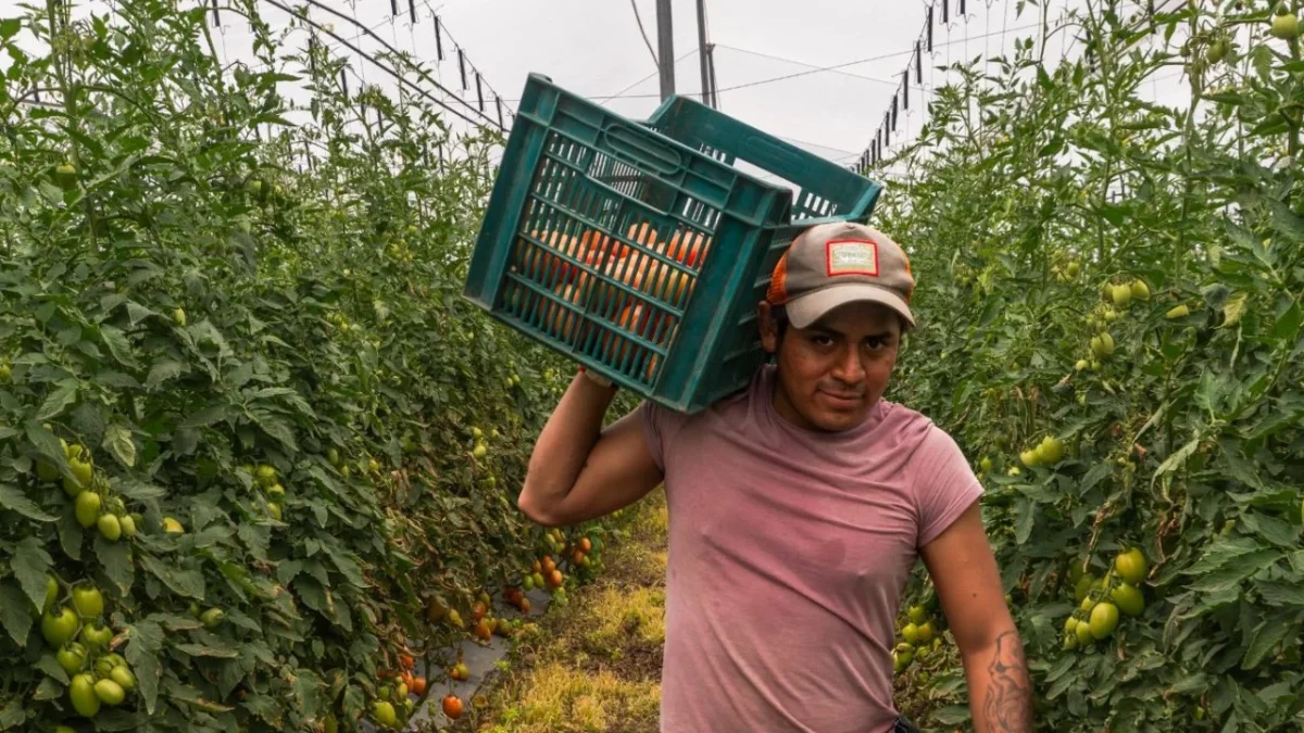 México destina 248 mdp en créditos a productores de jitomate