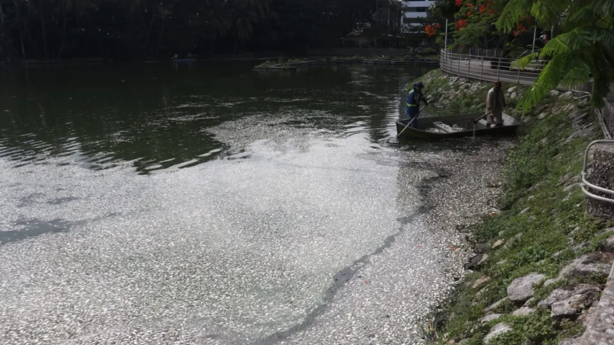 Mueren miles de peces en la laguna de Las Ilusiones, en Tabasco