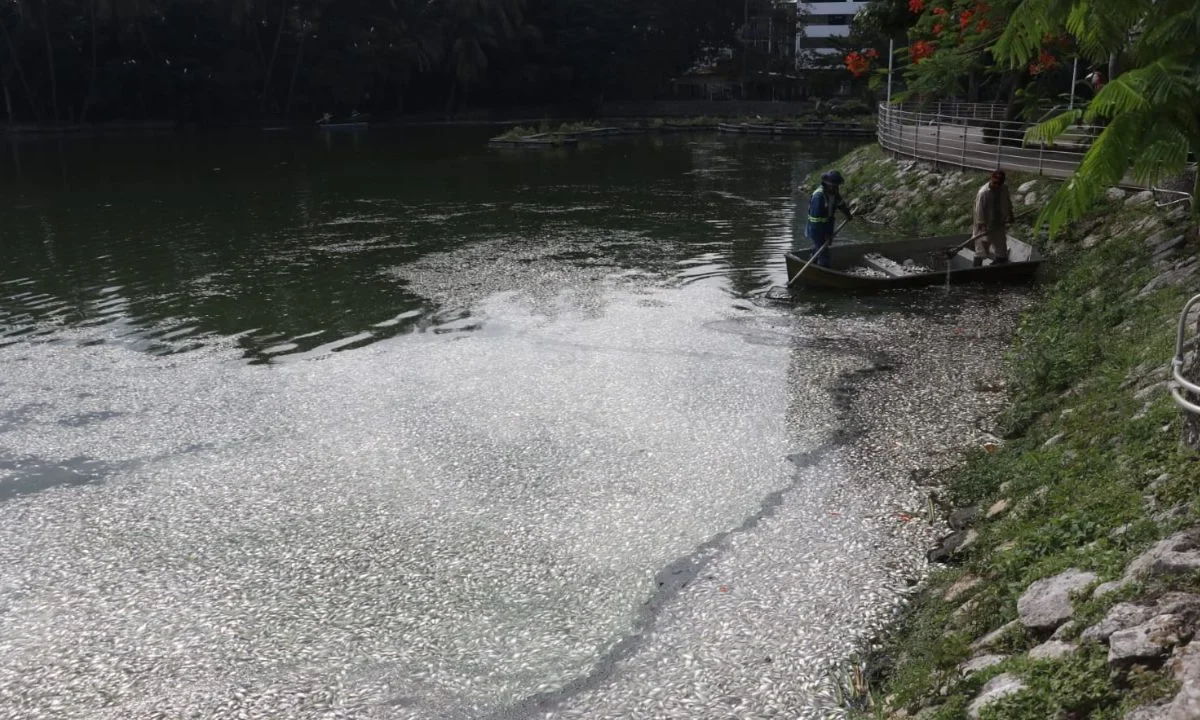 Mueren miles de peces en la laguna de Las Ilusiones, en Tabasco