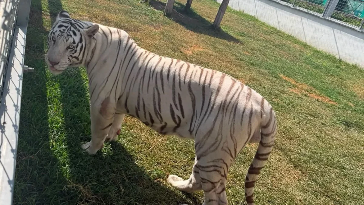 Fuerzas federales aseguraron al menos 135 animales exóticos durante un operativo realizado en Tamaulipas