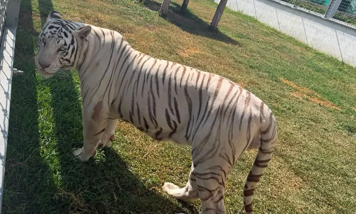 Fuerzas federales aseguraron al menos 135 animales exóticos durante un operativo realizado en Tamaulipas