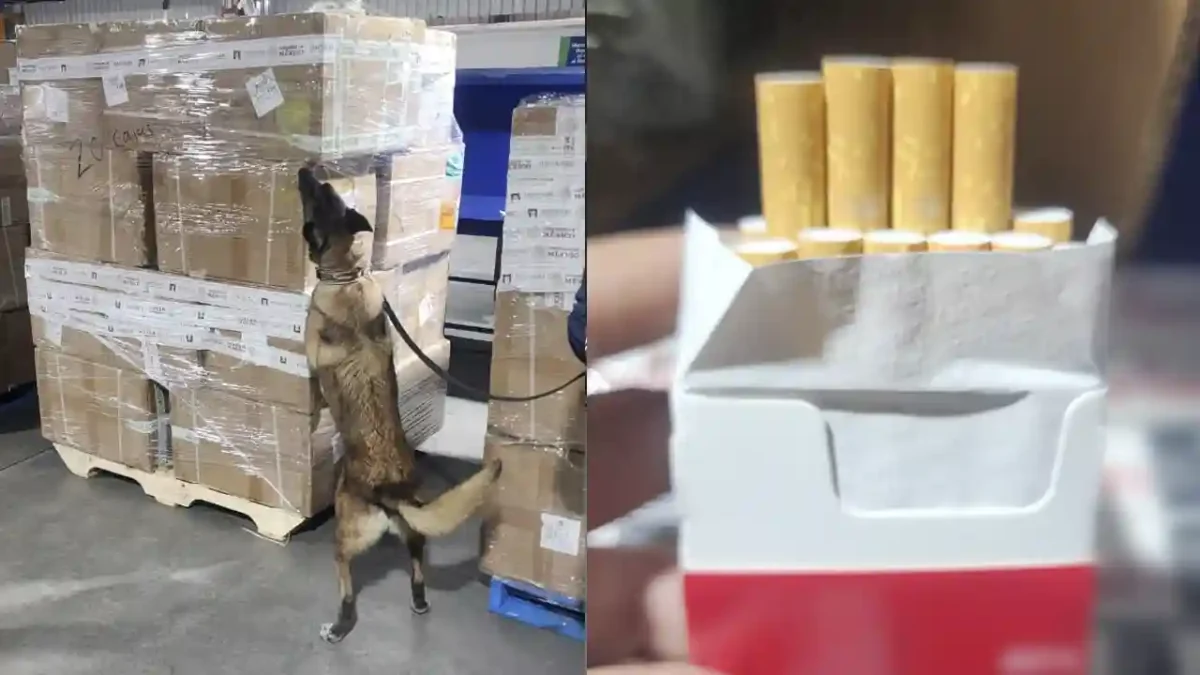 cigarros pirata