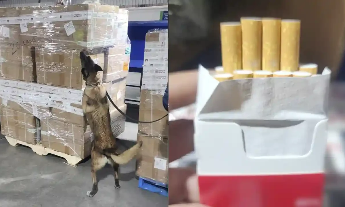 cigarros pirata