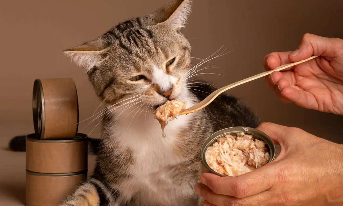 cuida-a-tu-michi-estas-marcas-de-comida-humeda-para-gato-no-las-recomienda-profeco