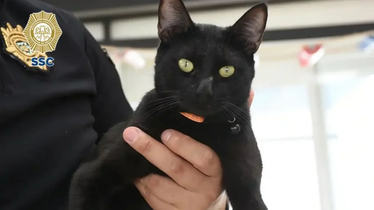 ‘Michigan’ busca familias para 135 gatitos que esperan una segunda oportunidad