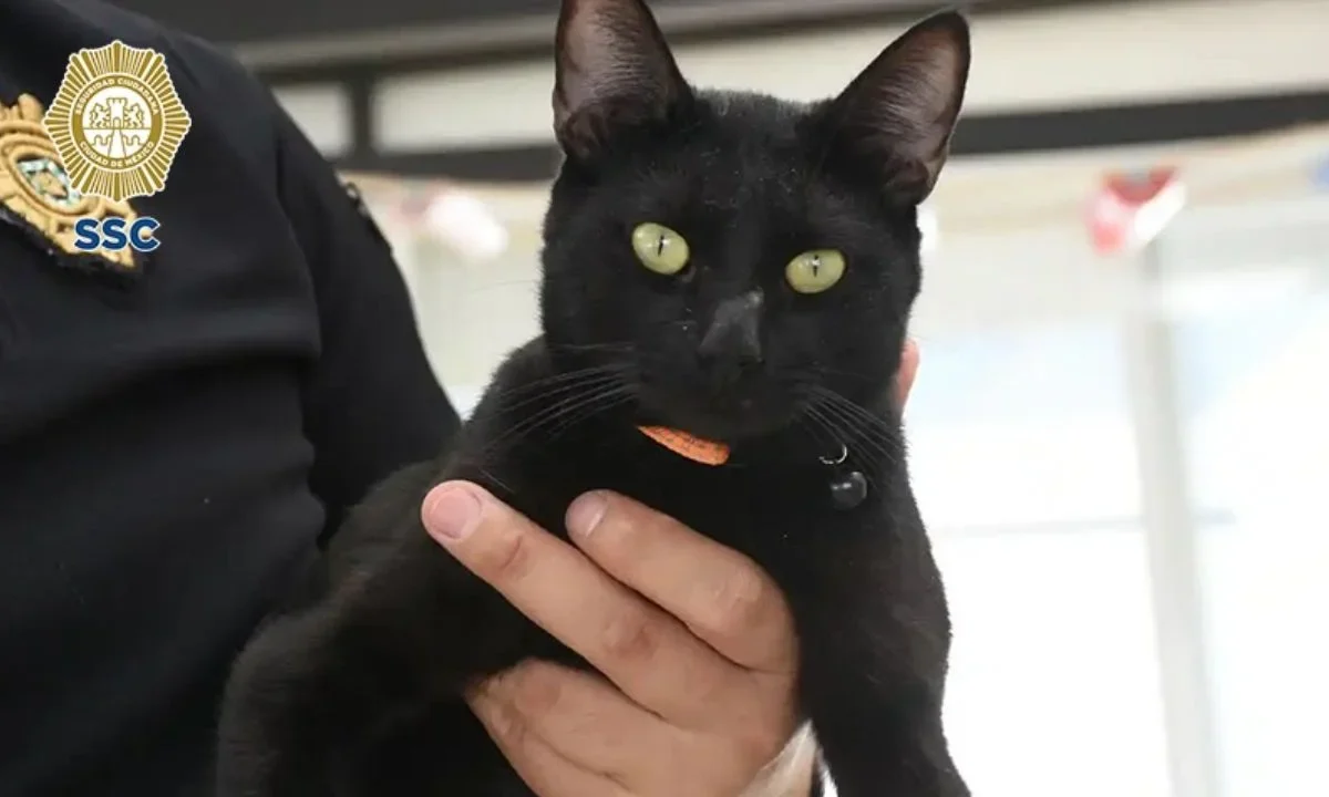 ‘Michigan’ busca familias para 135 gatitos que esperan una segunda oportunidad
