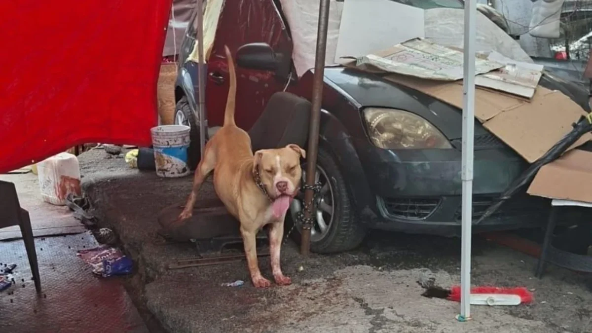 Efectivos de la SSC recibieron alerta de una persona en situación vulnerable atacada por un canino cerca del paradero de Indios Verdes.