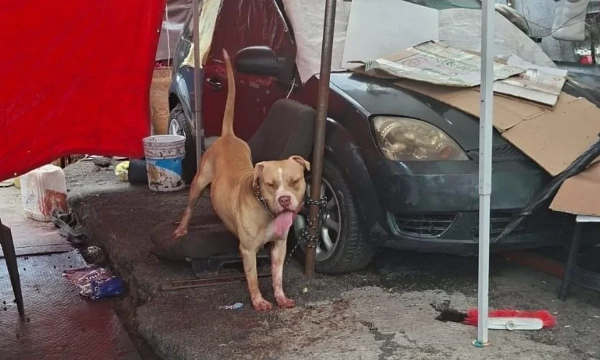 Efectivos de la SSC recibieron alerta de una persona en situación vulnerable atacada por un canino cerca del paradero de Indios Verdes.
