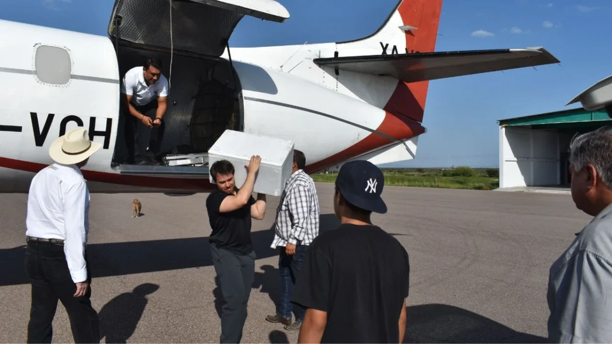 La Secretaría de Agricultura informó que se liberaron 15 millones de moscas estériles en Chihuahua, para erradicar al gusano barrenador.