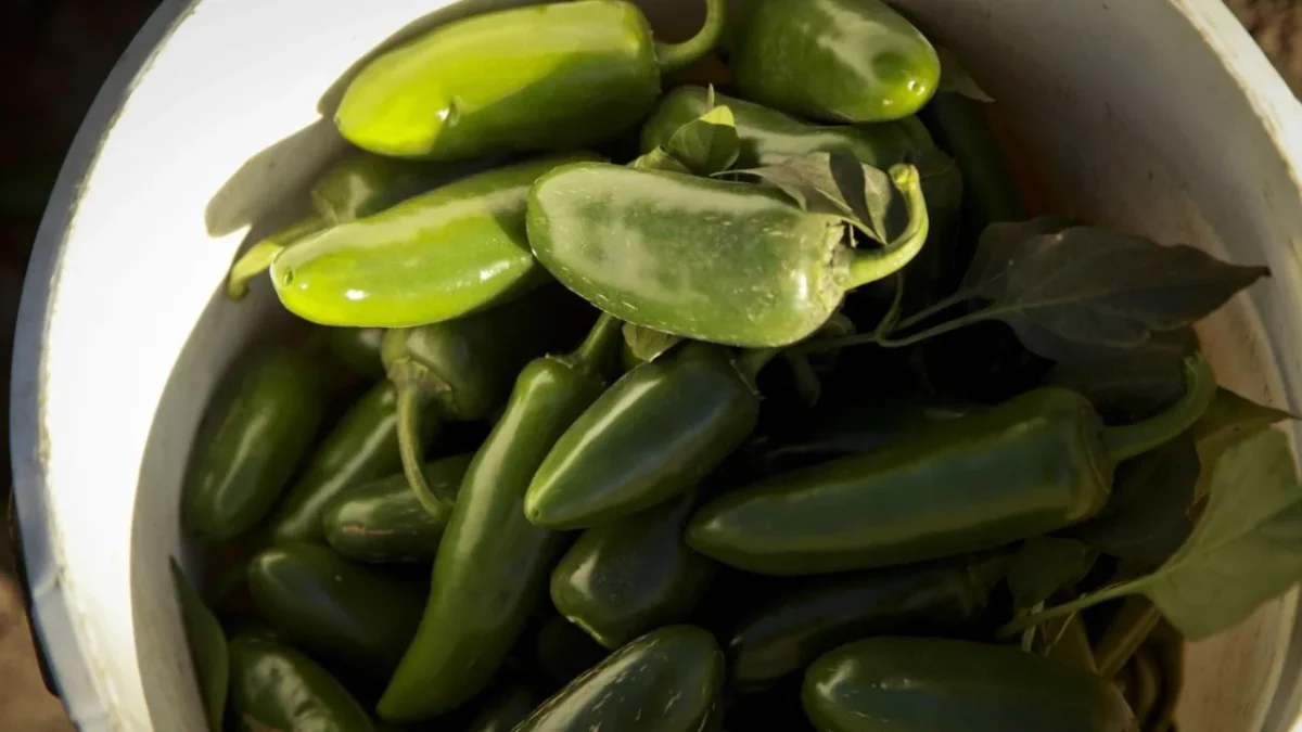 Un brote de salmonela asociado con chiles jalapeños cultivados en Sinaloa, encendió las alertas sanitarias en Estados Unidos.