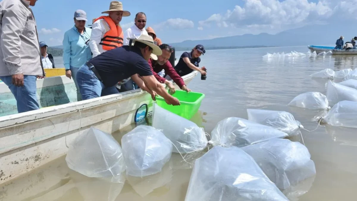 El gobernador de Michoacán Alfredo Ramírez Bedolla informó que estos peces fueron producidos en la Reserva Ecológica de Especies Endémicas.