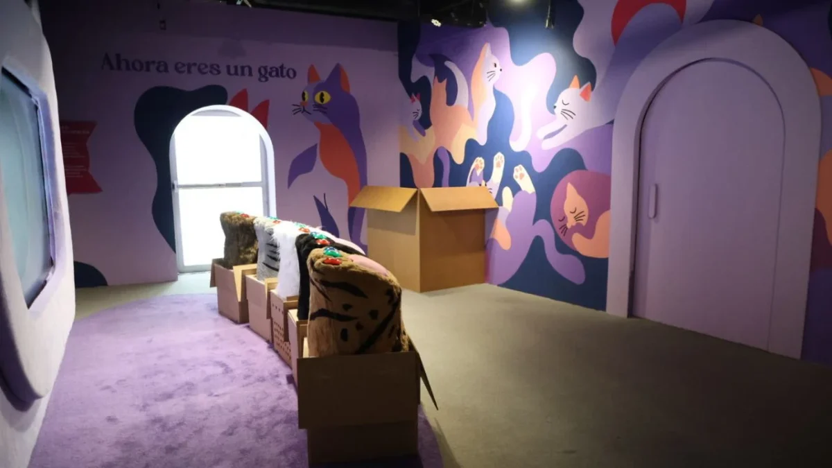 Esther y Marco crearon el Museo del Gato, la experiencia para que las personas conecten y conozcan más sobre estos pequeños cazadores.