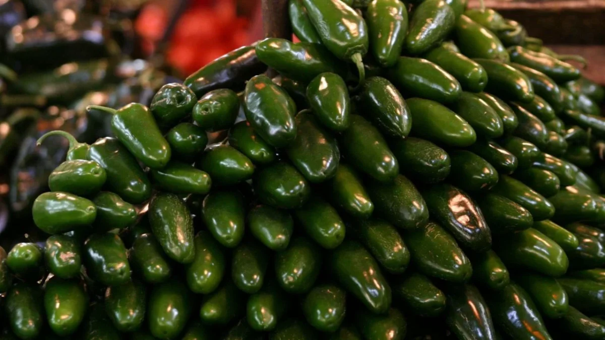 La Cofepris visitó una empacadora de chiles jalapeños en Nuevo León, indaga si es la fuente de brote de salmonelosis en EU.