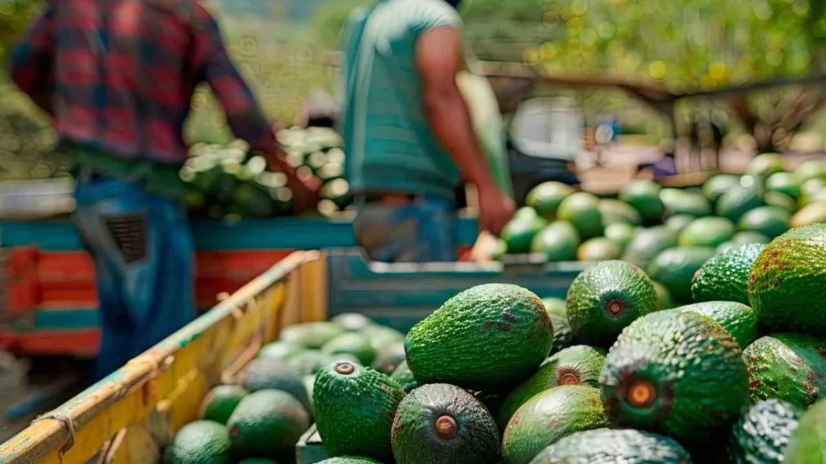 Reportaron a autoridades de EU llamadas de extorsión a aguacateros, aseguró el Fiscal de Michoacán.