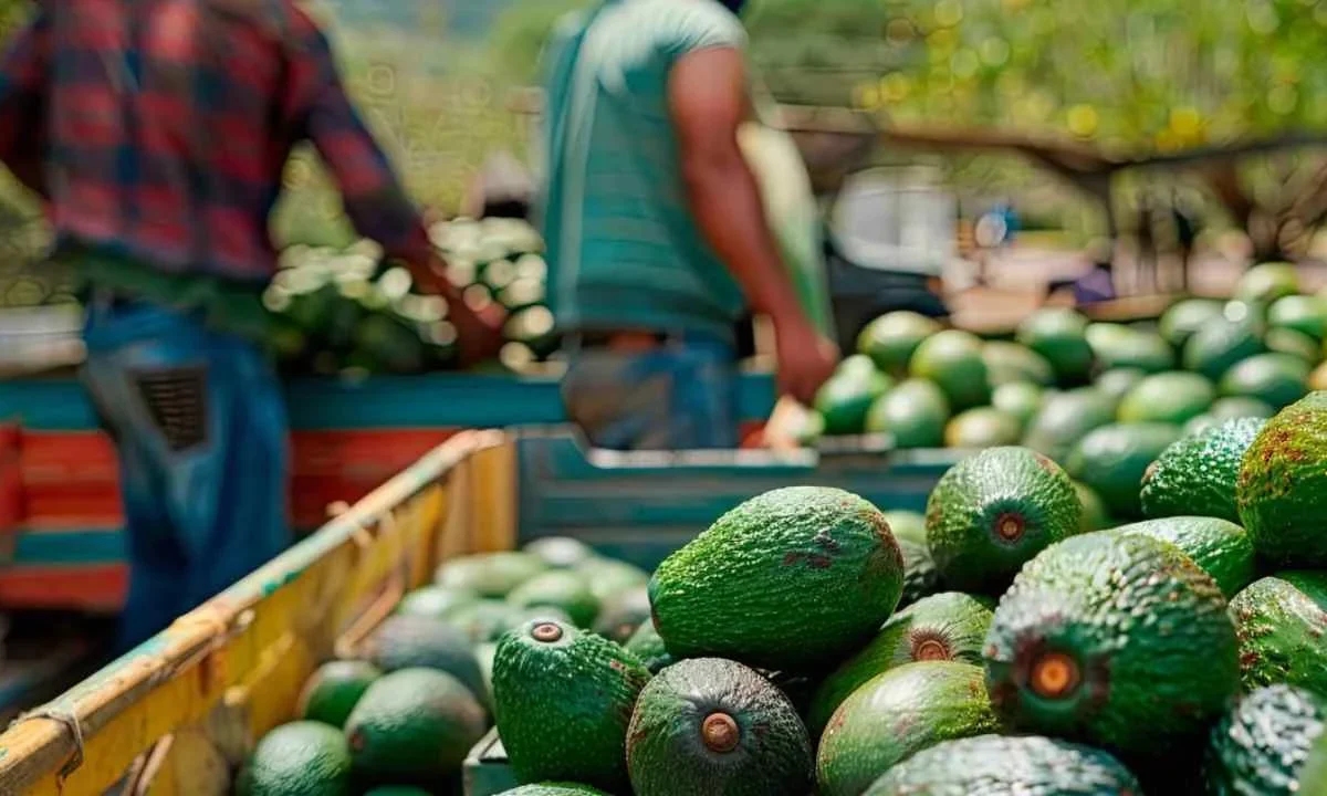 Reportaron a autoridades de EU llamadas de extorsión a aguacateros, aseguró el Fiscal de Michoacán.