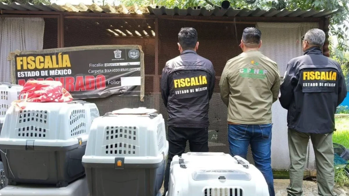 FGJEM y Cepanaf realizaron una segunda fase de rescate de animales del refugio Granja de Chopos denunciado por vecinos de maltrato animal.