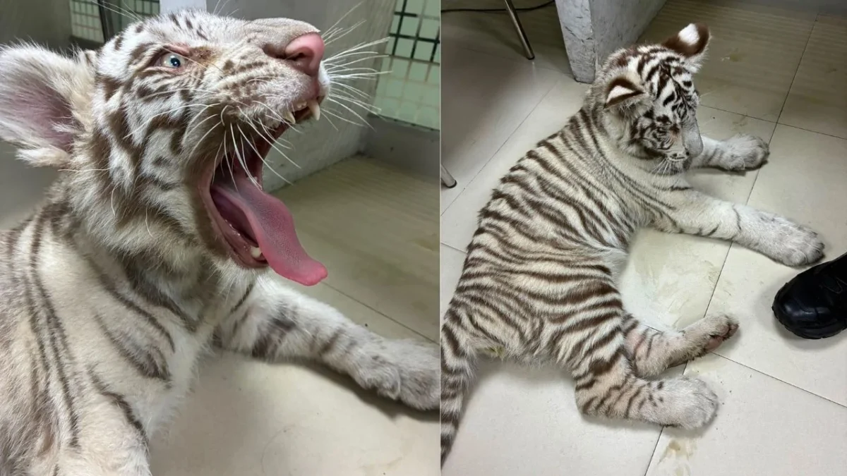 Elementos de la SSC aseguraron a la tigresa de bengala, mientras Profepa acudió como perito de fauna silvestre para identificar al ejemplar.