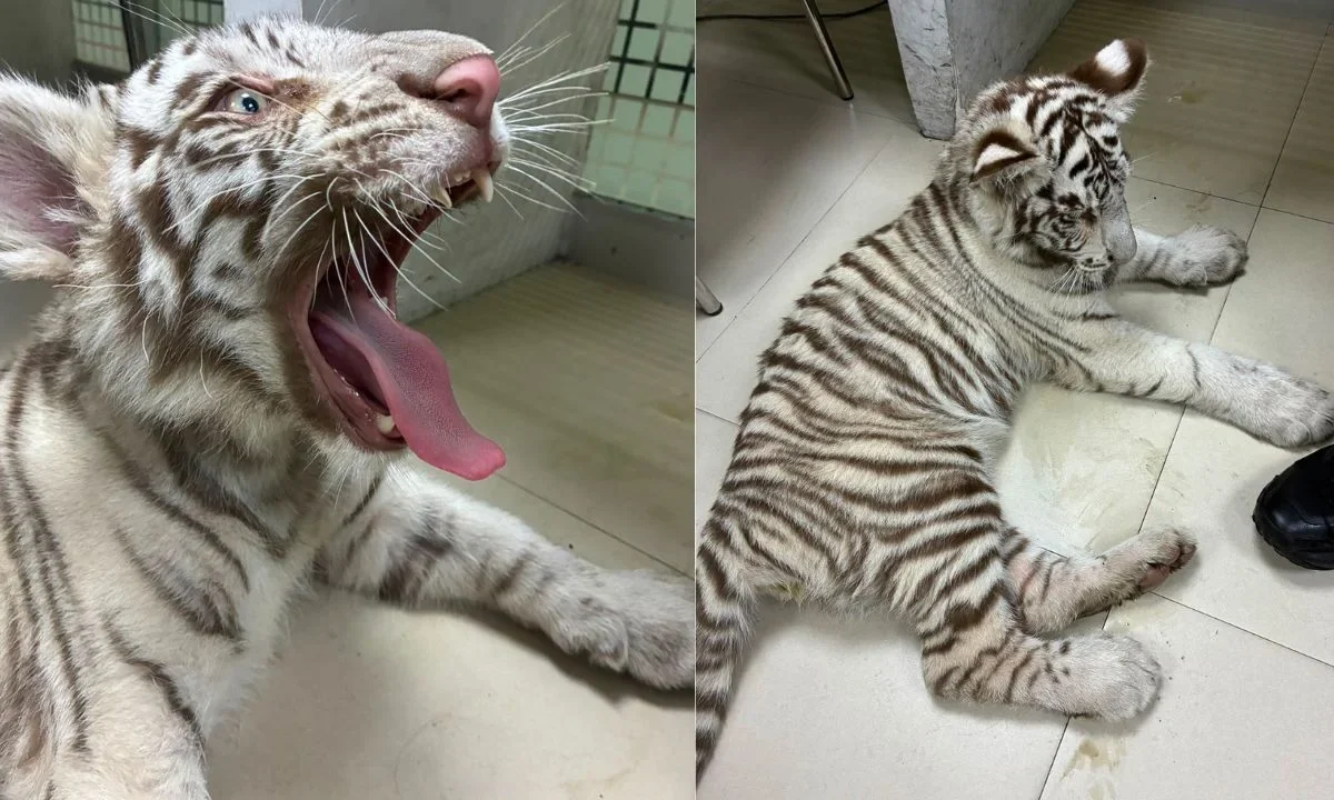 Elementos de la SSC aseguraron a la tigresa de bengala, mientras Profepa acudió como perito de fauna silvestre para identificar al ejemplar.