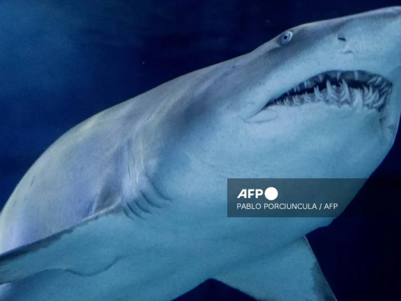 Hombre muere tras ser atacado por un tiburón en Australia