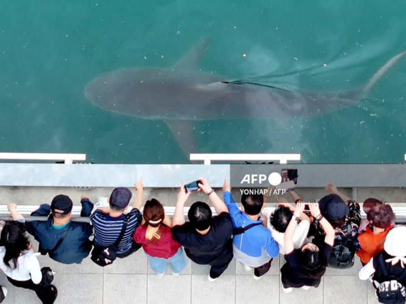 Un tiburón descarriado se convierte en una estrella en Corea del Sur