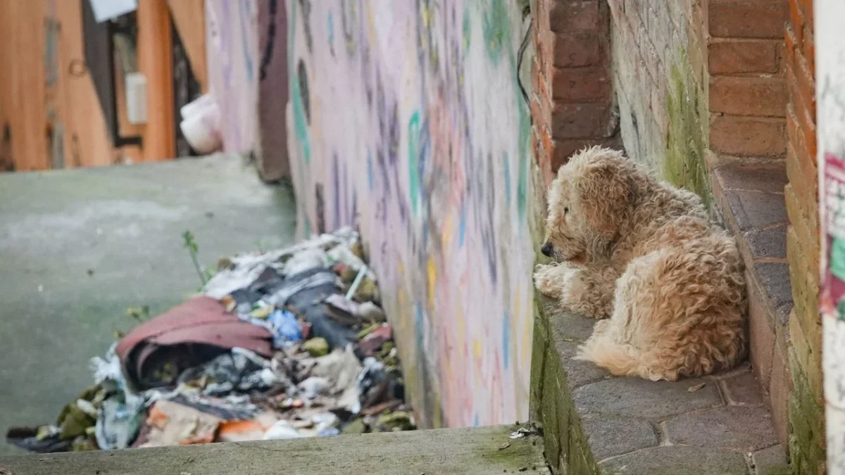 Mueren 14 perritos en incendio por pirotecnia en la GAM