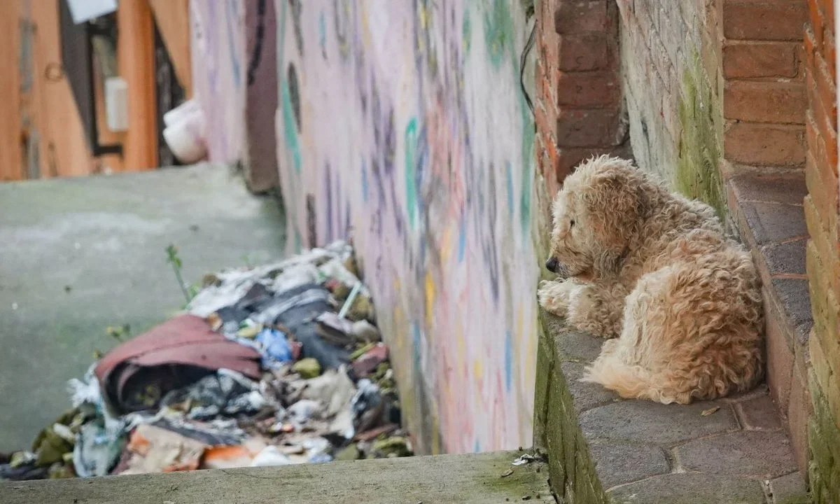 Mueren 14 perritos en incendio por pirotecnia en la GAM