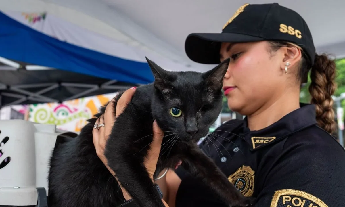 Sin destino definido, 33 gatos de Refugio Franciscano