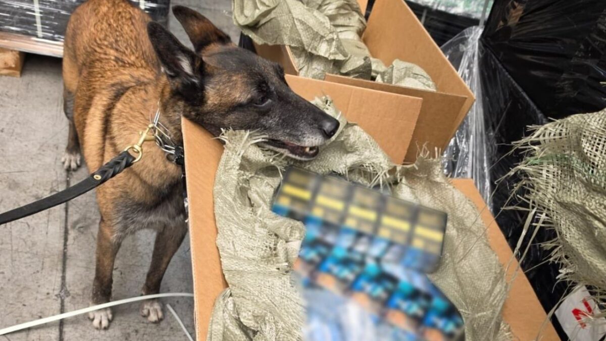 Ambos embarques que llegaron a CDMX comprendían 454 cajas distribuidas en 29 pallets, con un total de 271 mil 920 cajetillas de cigarros.