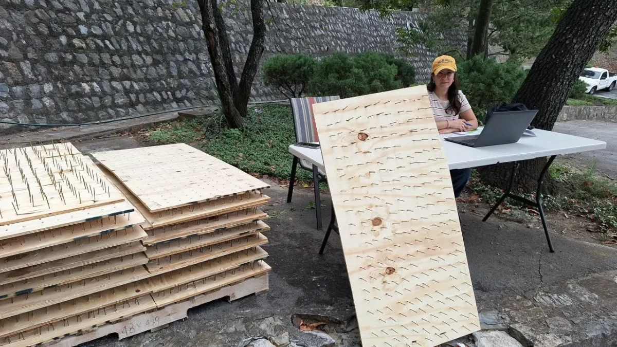 Vecinos de una colonia en San Pedro, Nuevo León, colocaron tablas de madera con clavos contra osos en sus viviendas, genera polémica.
