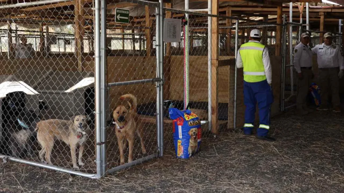 La Fundación Haghenbeck exigió al Gobierno de la CDMX que informe sobre el estado de salud de los perros que fueron rescatados.